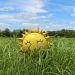 yellow inflatable sun at grass field
